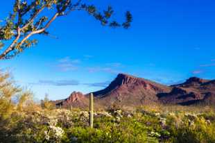 Saguaro National Park-6444.jpg